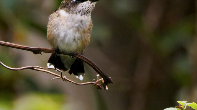 Late season Ruby-throated Hummingbirds in central NC